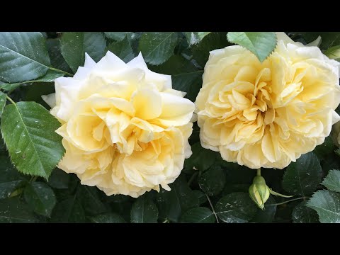 Видео: Роза Надя Мейяндекор (Nadia Meillandecor)