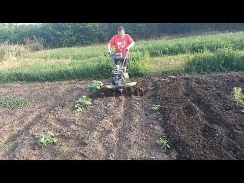 Видео: Междурядие на арбузах