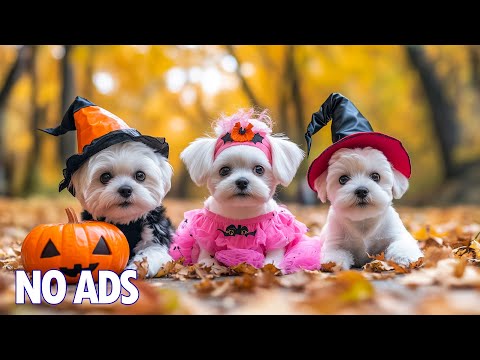 Видео: 12 Часов ТВ для Собак🐶Снятие Тревоги Разлуки💖Расслабляющая Музыка для Сна