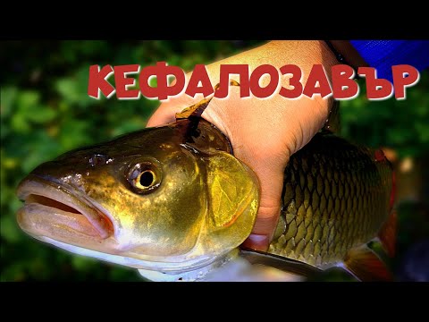 Видео: ТРОФЕЕН КЕФАЛ. ЕСЕНЕН РИБОЛОВ в КИЛИМ от ЛИСТА!
