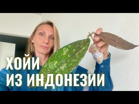 Видео: ВПЕРВЫЕ участвую в ЗАКУПКЕ хой из ИНДОНЕЗИИ