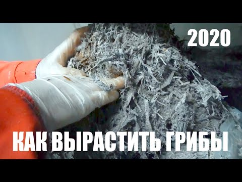 Видео: Выращивание шампиньонов, рыхление компоста, как вырастить грибы, бизнес 2020