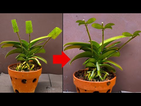 Видео: Как я размножила орхидеи из веток за 3 недели