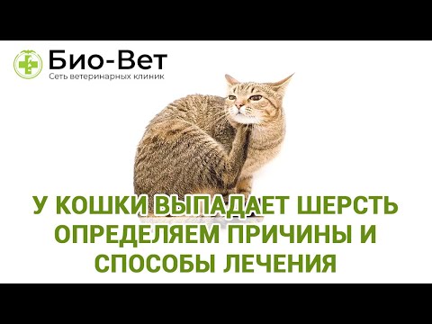 Видео: У кошки или кота выпадает шерсть / Причины и способы лечения / Ветклиники Био-Вет