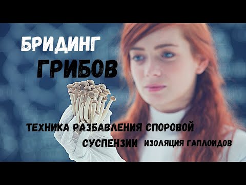 Видео: Бридинг Грибов - споровая суспензия, изоляция гаплойдов