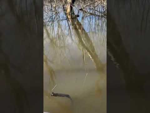 Видео: Охота 04.23  утва