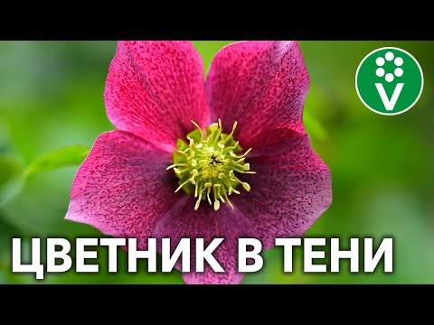 Видео: Что посадить в тени? Самые эффектные растения!