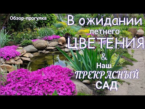 Видео: Прогулка по САДУ 4 июня . Пришло тепло / всё растёт / розы , гортензии совсем скоро порадуют.