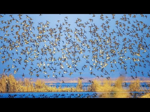 Видео: СОТНИ УТОК, ГЛАЗА РАЗБЕГАЮТСЯ. Охота на уток в секретном месте. Затерянный мир