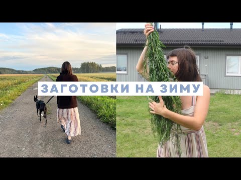 Видео: 20. Как пережить финскую зиму в деревне? /травы, ягоды и планы на зиму