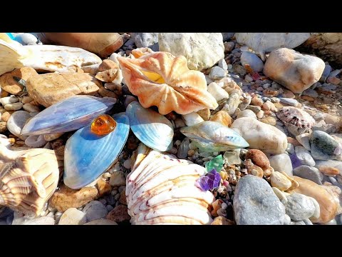 Видео: На берегу оказалось несколько огромных оранжевых моллюсков, и их открыли.