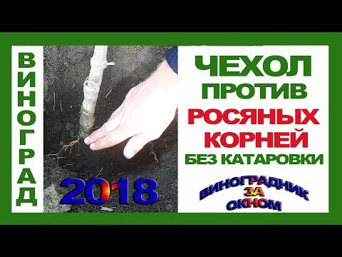 Видео: ЧЕХОЛ против РОСЯНЫХ корней. КАТАРОВКА не нужна.