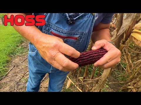 Видео: Вот почему это ЛУЧШИЙ сорт кукурузы для выращивания!