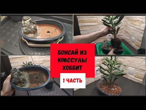 Видео: Бонсай из крассулы Хоббит (1 часть).