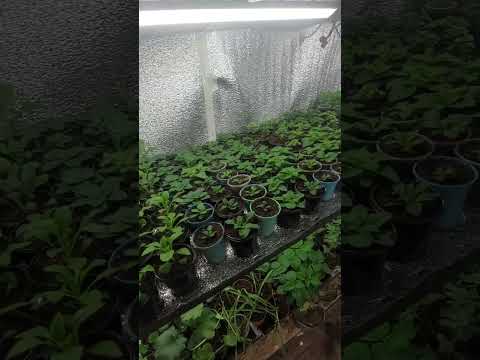 Видео: Економ варіант теплиці. Що вдалося виростити