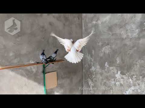 Видео: Узбекские двухчубые и гладкие голуби набирают игру в вольере (молодежь 2020 года)