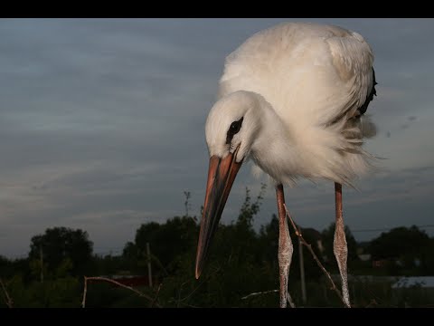 Видео: Гнездо аистов онлайн. 31 мая 2024