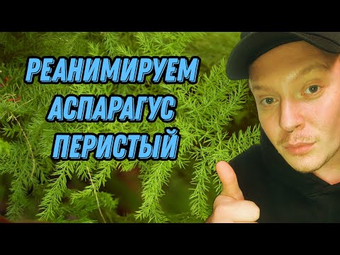 Видео: Реанимируем аспарагус перистый + цветение хойи компакты.