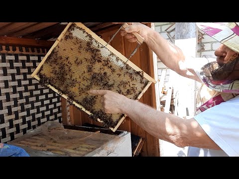 Видео: Что ставить первым на улей: магазин или корпус