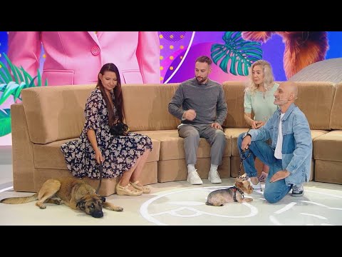 Видео: Отрывок из передачи "В кругу друзей"(Агрессивный йоркширский терьер и Любвеобильный Граф