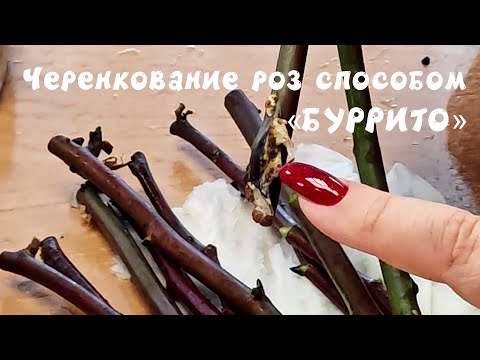 Видео: Черенкование роз методом буррито