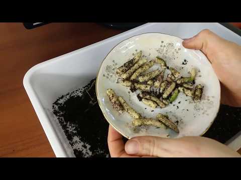 Видео: Ризомы ахименеса.Выкопка ризом