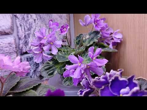 Видео: Обзор фиалок🌺🌺🌺в моей семье пополнение☺️