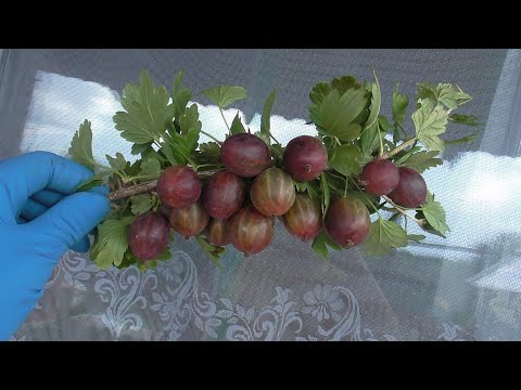 Видео: ГАЛАТЕЯ -  крыжовник с замечательным вкусом  и высочайшей урожайностью.