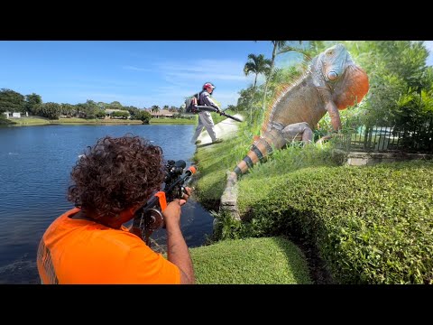 Видео: День 5. Ландшафтный дизайнер чуть не испортил мою добычу! ￼ Охота на игуан во Флориде. Распаковка...