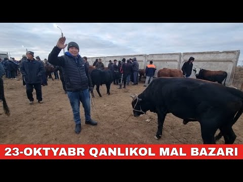 Видео: 23-ОКТЯБРЬ/КАНЛЫКОЛ МАЛ БАЗАРЫ/СКОТНЫЙ РЫНОК/BUQALAR/BIG BULLS IN THE WORLD/BIG COW