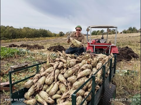 Видео: Вывозим ТОННЫ кормовой свеклы с огорода! Стратегический кормовой запас!