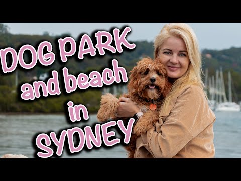 Видео: BAYVIEW - Парк и пляж для собак в Сиднее