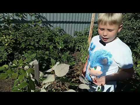 Видео: Малина Пшехиба порадовала плодоношенем в первый год! Хотя это летний сорт!  