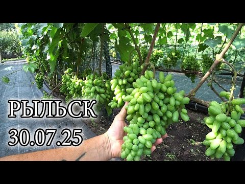 Видео: ВИНОГРАДНИК КУРСКАЯ ОБЛАСТЬ РЫЛЬСК