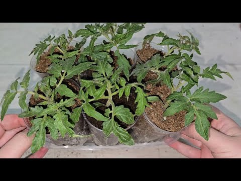 Видео: Теперь сею Томаты только так, рассада всегда коренастая, крепкая, здоровая, урожайная