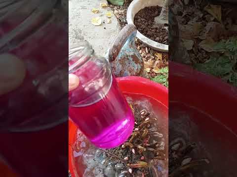 Видео: Пиен гулимни булиб экдим