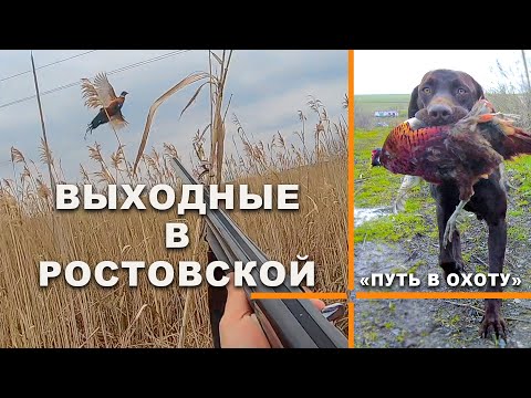 Видео: Ток фазана. Охота на фазана с собакой
