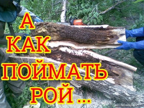 Видео: Как поймать рой. Что поставить в ловушки для пчел. Чем обработать ловушки для роёв. Охота началась 🐝