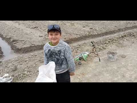 Видео: Тарвузга  биягомус солиш жараёни.