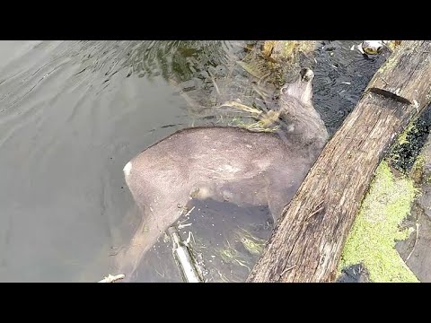 Видео: подводная охота в декабре . нашел оленя в воде