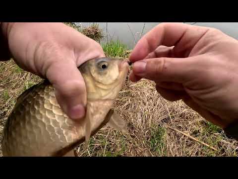 Видео: Ловлю карасей на спиннинг. Рыбалка на красивом пруду в  Подмосковье.