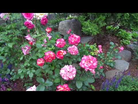 Видео: 3-часть САД ЛЮДМИЛЫ В ОСИНОВОЙ РОЩЕ - Санкт - Петербург   в Контакте...https://vk.com/id127371941