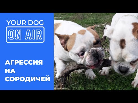 Видео: Рассказываю про агрессию на сородичей 🎙️ Как не воспитать тирана 🐩 Ошибки в воспитании щенка 🐕