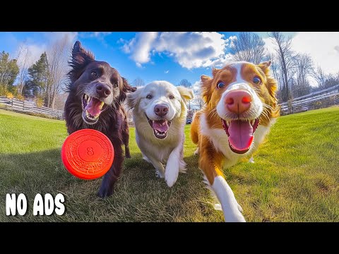 Видео: 12 Часов ТВ для Собак🐶💖Музыка От Разлуки Тревоги🐶🌈Исцеление Сна Собак