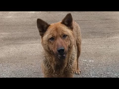 Видео: Когда-то она была бродячей собакой, а теперь стала нашей лучшей подругой, а теперь — любящей мамой.