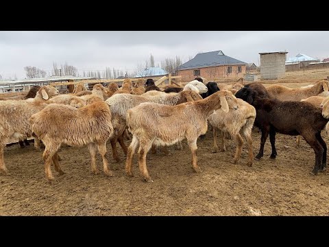 Видео: ЭРБОЛ аганын чарбасы ~ Арашан койлорунун пайдасы көп дейт || Сандан сапатка