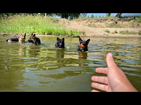 Видео: Незабываемый отпуск с овчарками