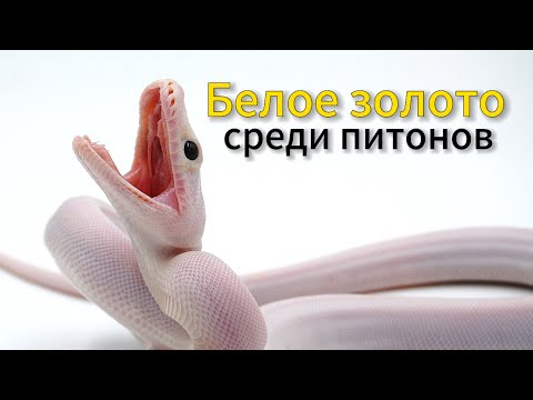 Видео: Самые редкие морфы сетчатых питонов