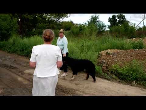 Видео: Лучегорск, Приморский край, каким быть пустырю на набережной?