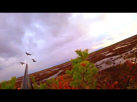 Видео: ОХОТА НА ГУСЯ ВЕСНА 2024г. Только Выстрелы. Ружье CZ mallard.